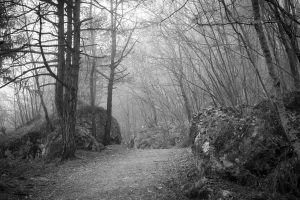 Wald Paarberatung-Cottbus.net